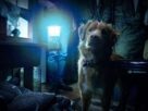 A dog looks at something off-screen.