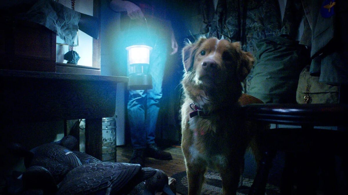A dog looks at something off-screen.