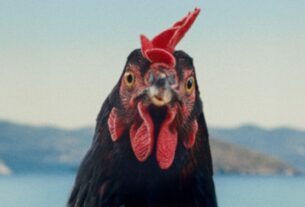 György Pálfi apresenta 'Hen' (exclusivo trailer de San Sebastian)