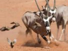 Planet Earth II