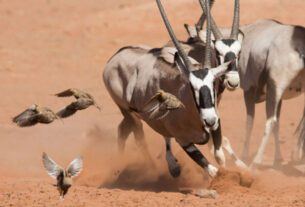Planet Earth II