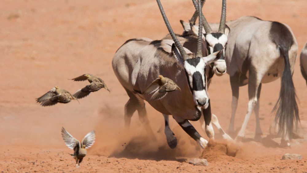 Planet Earth II